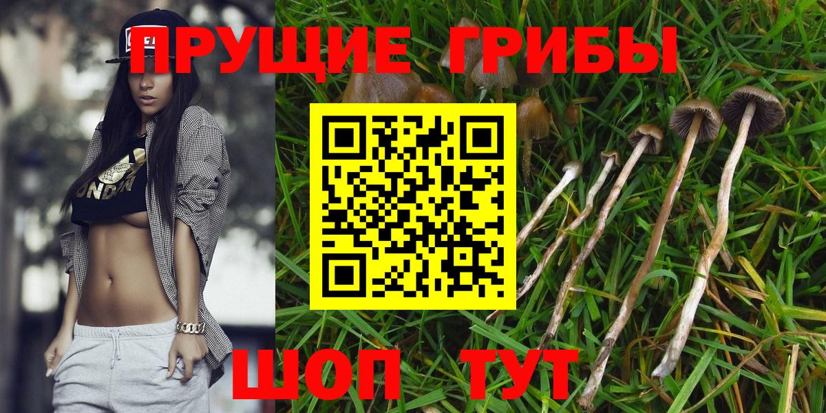 Псилоцибиновые грибы Cubensis Тамбов